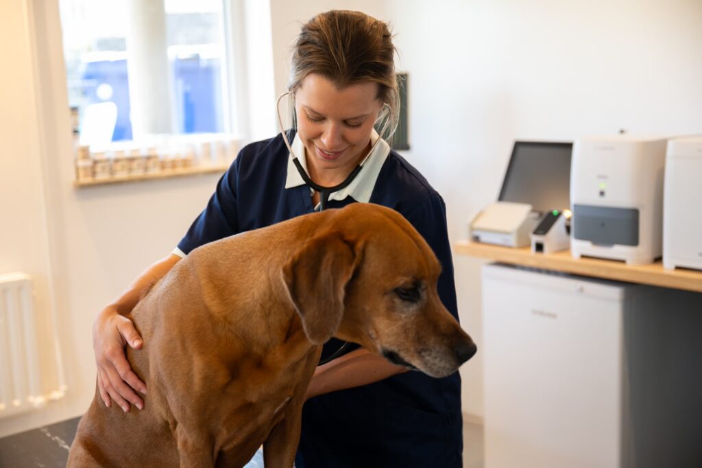 Dierenarts Dorien Tondeur onderzoekt een hond met een stethoscoop